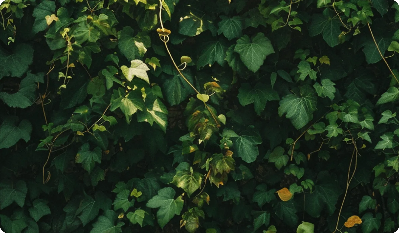 CMS E-commerce, Health & Wellness case study